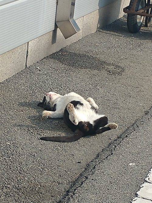 개팔자 못지 않은 팔자.jpg