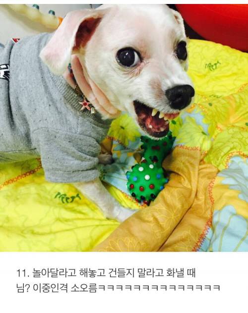 [스압] 반려견 키우는 사람이 소름 돋는 순간 .jpg