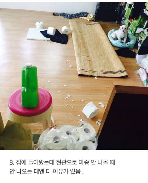 [스압] 반려견 키우는 사람이 소름 돋는 순간 .jpg