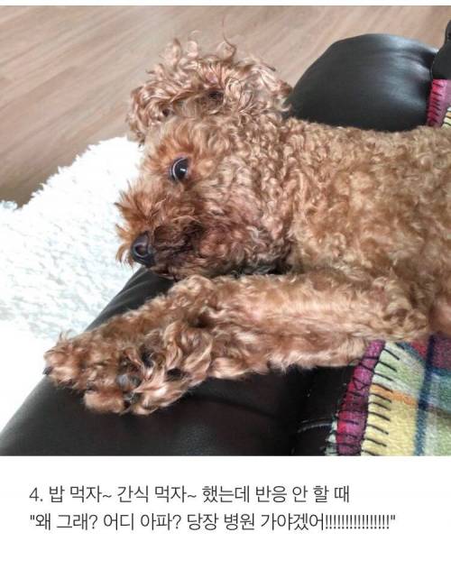 [스압] 반려견 키우는 사람이 소름 돋는 순간 .jpg