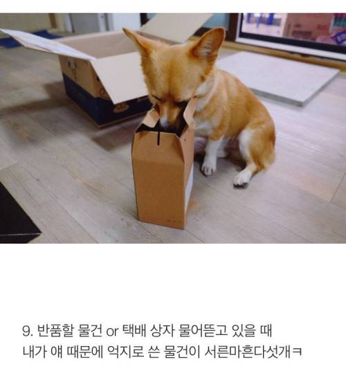 [스압] 반려견 키우는 사람이 소름 돋는 순간 .jpg