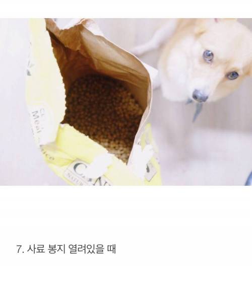 [스압] 반려견 키우는 사람이 소름 돋는 순간 .jpg