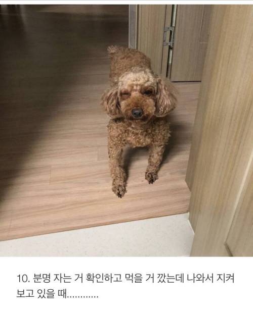 [스압] 반려견 키우는 사람이 소름 돋는 순간 .jpg