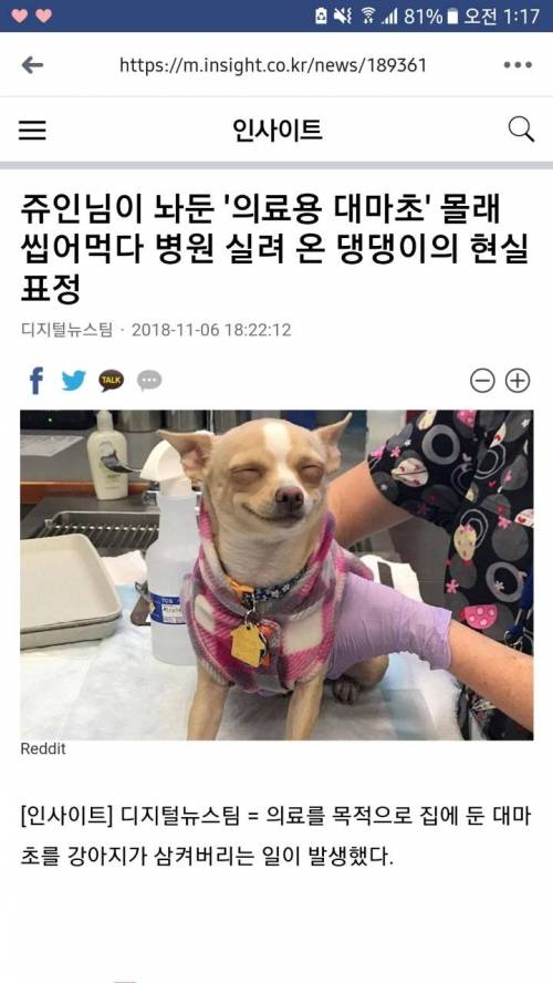 대마초 몰래 씹어먹다 병원 실려 온 멍뭉이의 표정