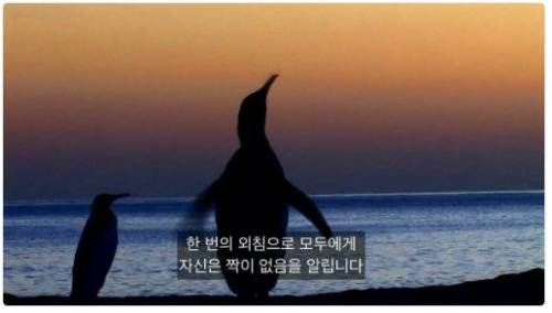 펭귄의 슬픈 외침.jpg