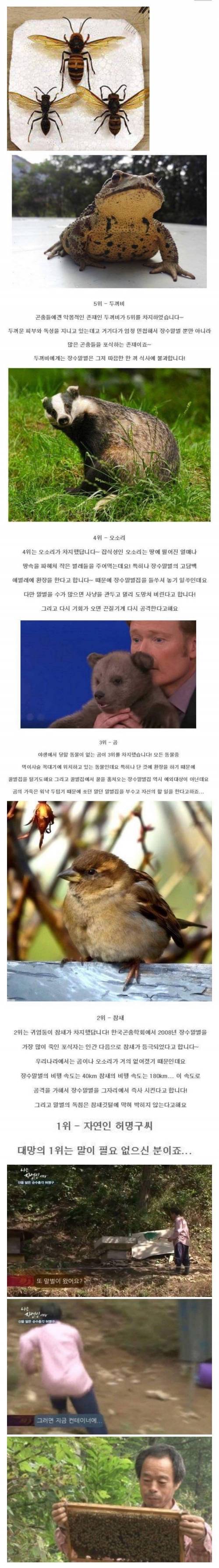 말벌의 천적 Top5.jpg