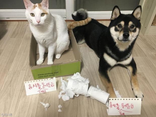 개랑 고양이의 차이.jpg