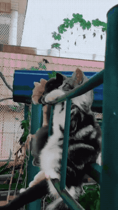 누가 인형을 여기다 걸어뒀냐?.gif