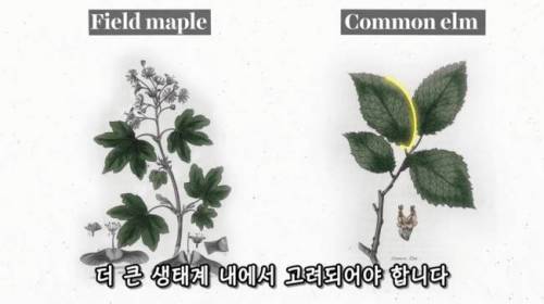 [스압] 도시에 나무를 더 많이 심어야 하는 이유