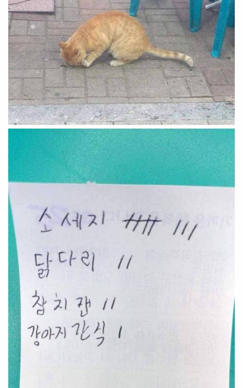 편의점 앞 고양이가 올려준 매상.jpg