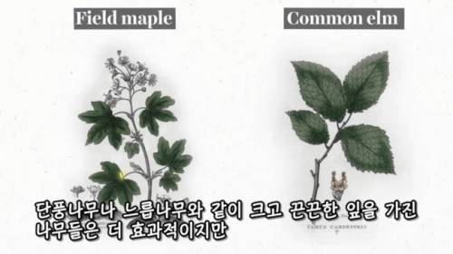 [스압] 도시에 나무를 더 많이 심어야 하는 이유