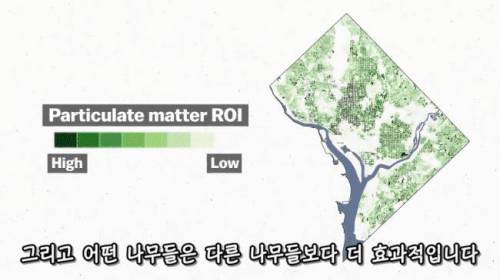 [스압] 도시에 나무를 더 많이 심어야 하는 이유
