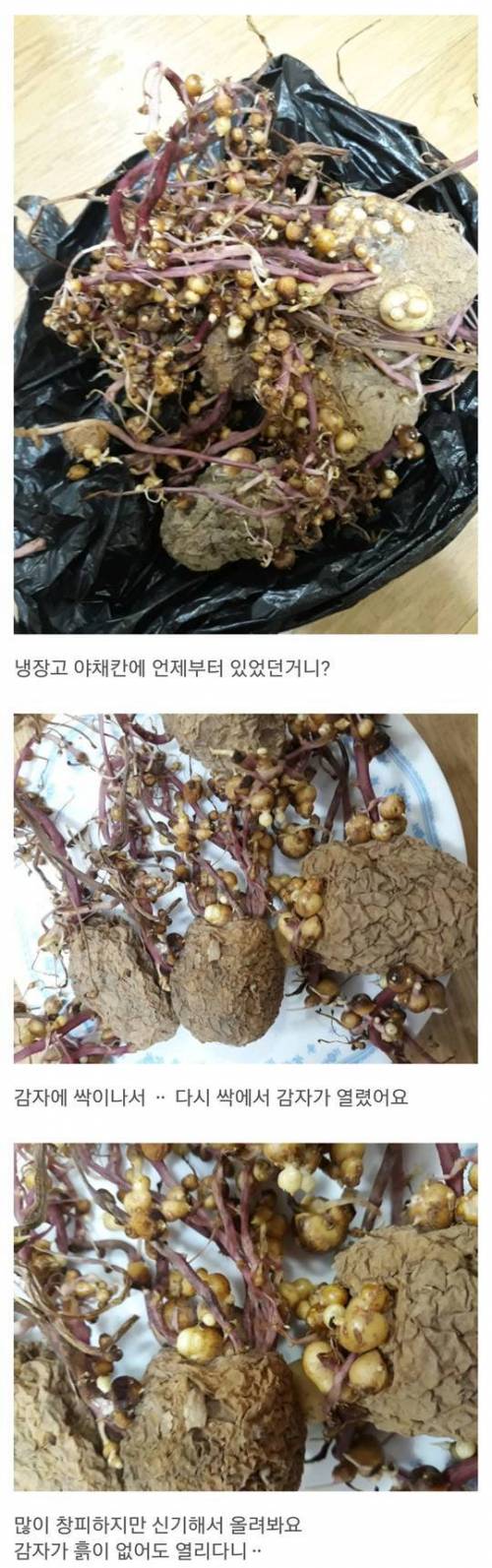 감자 번식력.jpg