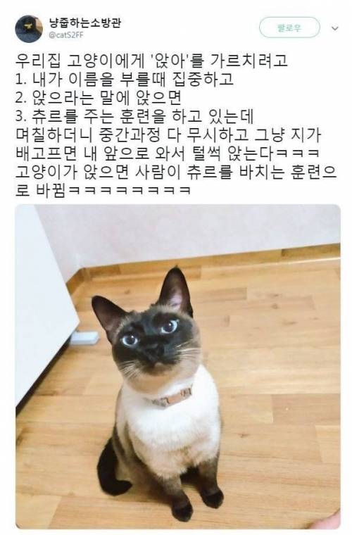 고양이에게 앉아를 가르치는 훈련.jpg