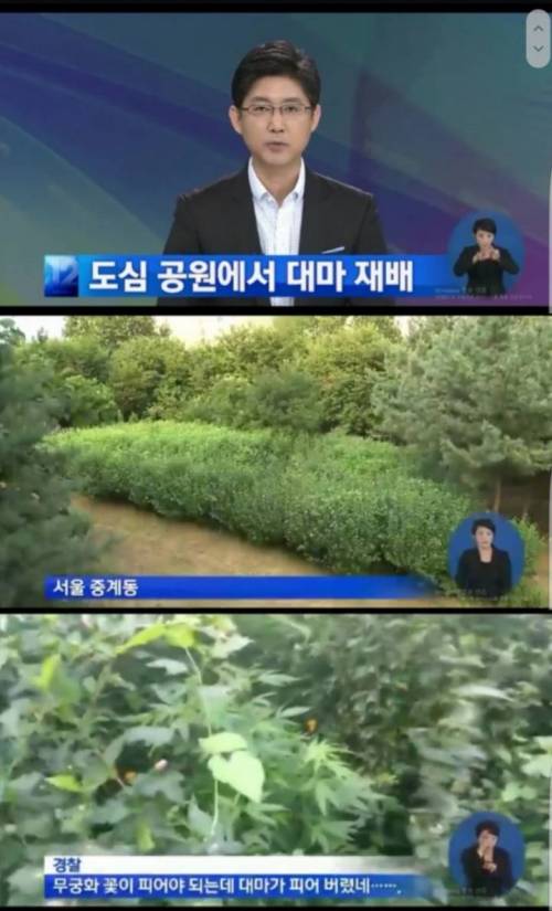 도심 공원에서 대마 재배.jpg