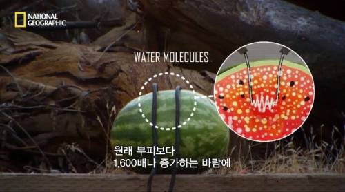 [스압] 수박에 1만 볼트를 흘려보내면 생기는 일