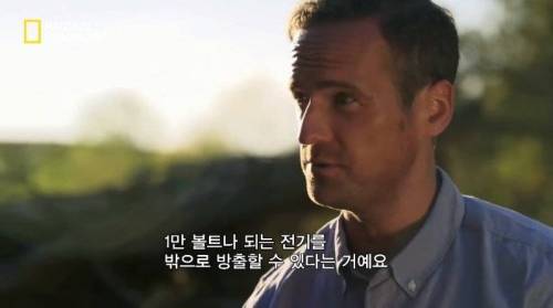 [스압] 수박에 1만 볼트를 흘려보내면 생기는 일