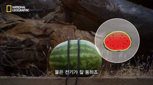 [스압] 수박에 1만 볼트를 흘려보내면 생기는 일