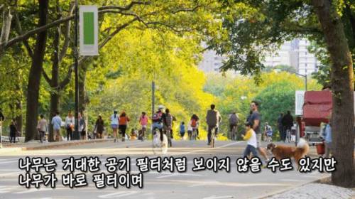 [스압] 도시에 나무를 더 많이 심어야 하는 이유