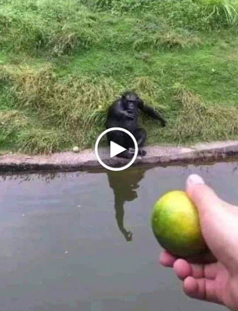 원숭이 낚는방법.mp4