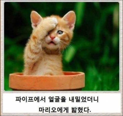 [스압] 고양이 제목 학원.jpg