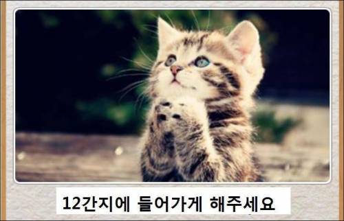 [스압] 고양이 제목 학원.jpg