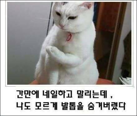 [스압] 고양이 제목 학원.jpg