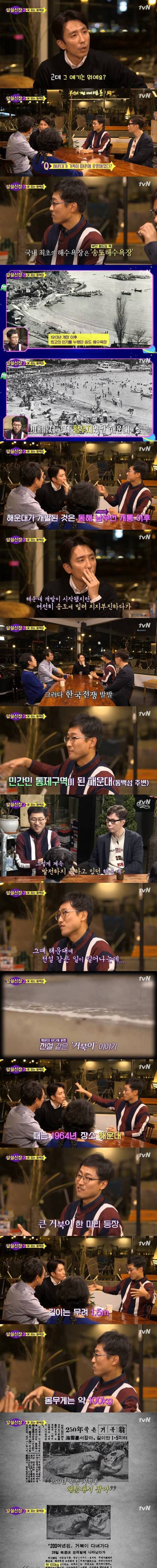 [스압] 해운대 거북이.jpg