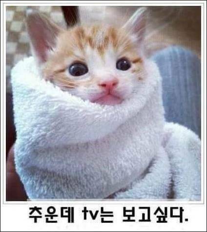 [스압] 고양이 제목 학원.jpg