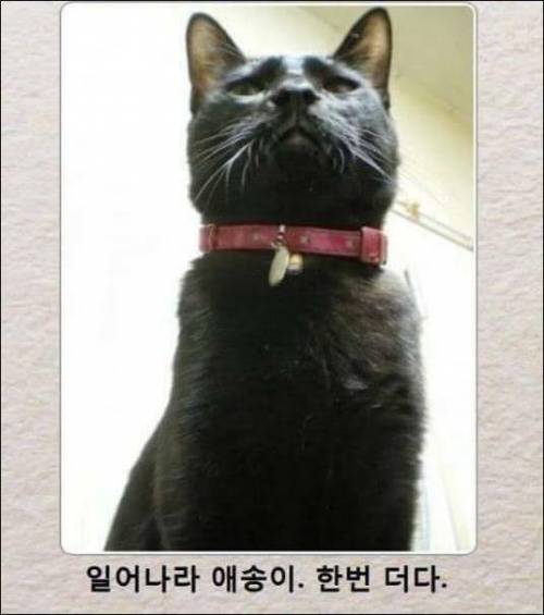 [스압] 고양이 제목 학원.jpg