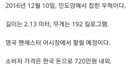 역대 3번째로 큰 우럭.jpg