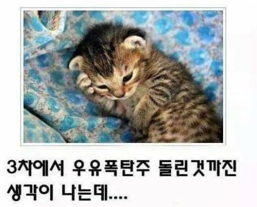 [스압] 고양이 제목 학원.jpg