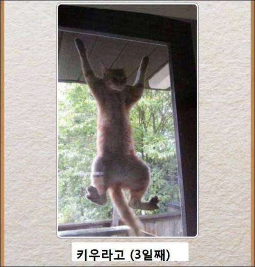 [스압] 고양이 제목 학원.jpg