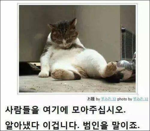 [스압] 고양이 제목 학원.jpg