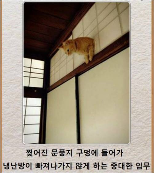 [스압] 고양이 제목 학원.jpg