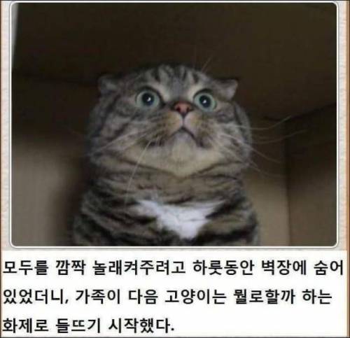 [스압] 고양이 제목 학원.jpg