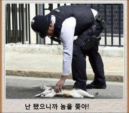 [스압] 고양이 제목 학원.jpg