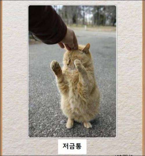 [스압] 고양이 제목 학원.jpg