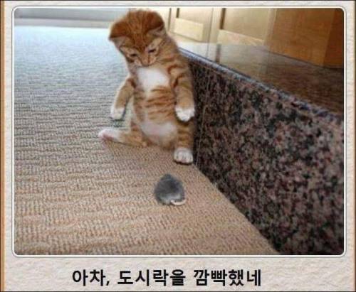 [스압] 고양이 제목 학원.jpg