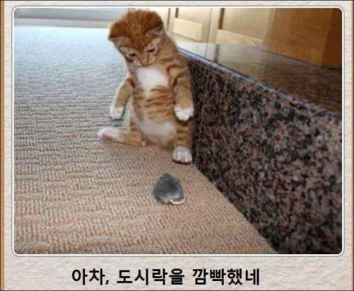 [스압] 고양이 제목 학원.jpg