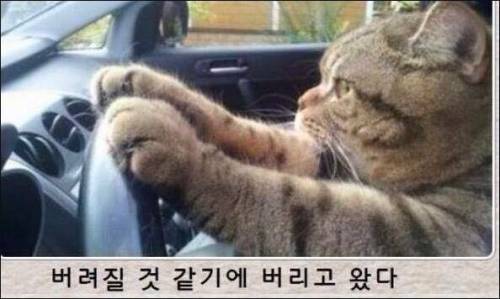 [스압] 고양이 제목 학원.jpg