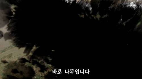 [스압] 도시에 나무를 더 많이 심어야 하는 이유