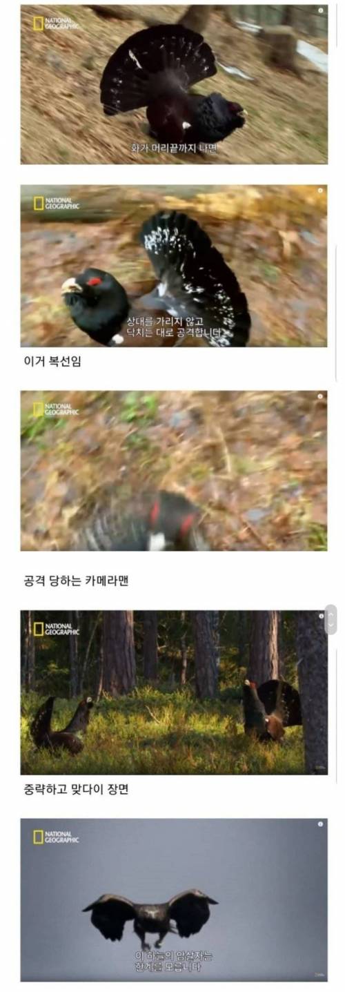 [스압] 조류계의 분노조절장애.jpg