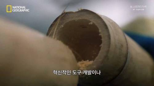 [스압] 히말라야 산맥에서 발견한 바다 생물의 흔적.jpg