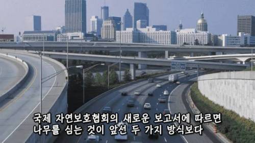 [스압] 도시에 나무를 더 많이 심어야 하는 이유