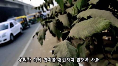 [스압] 도시에 나무를 더 많이 심어야 하는 이유