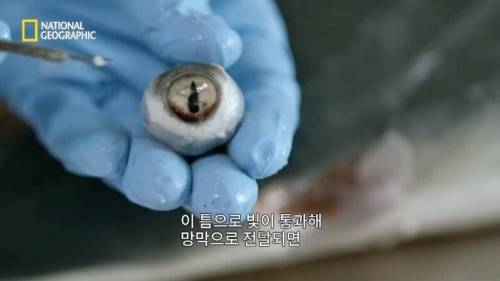 [스압] 맛있는 노란색 가설.jpg