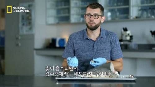 [스압] 맛있는 노란색 가설.jpg