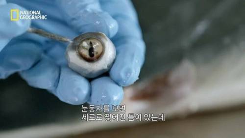 [스압] 맛있는 노란색 가설.jpg