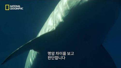 [스압] 맛있는 노란색 가설.jpg